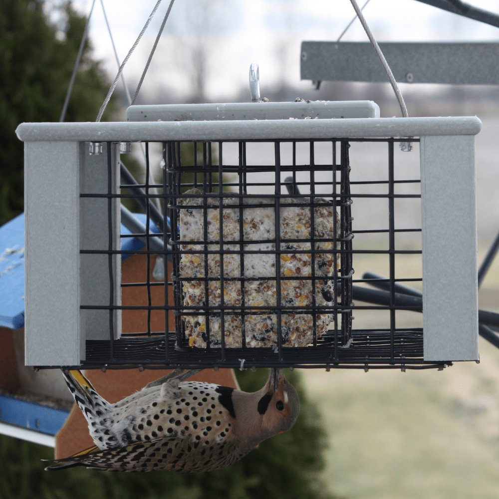 Bird suet feeder with a bird perched on it, blurred background