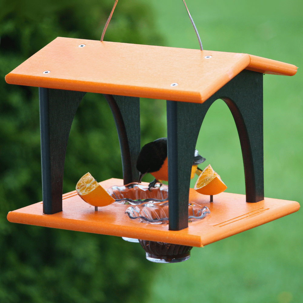 Bird feeder with oranges and grape jelly hanging against a green background