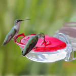 Aspects Gem Window Hummingbird Feeder 4oz