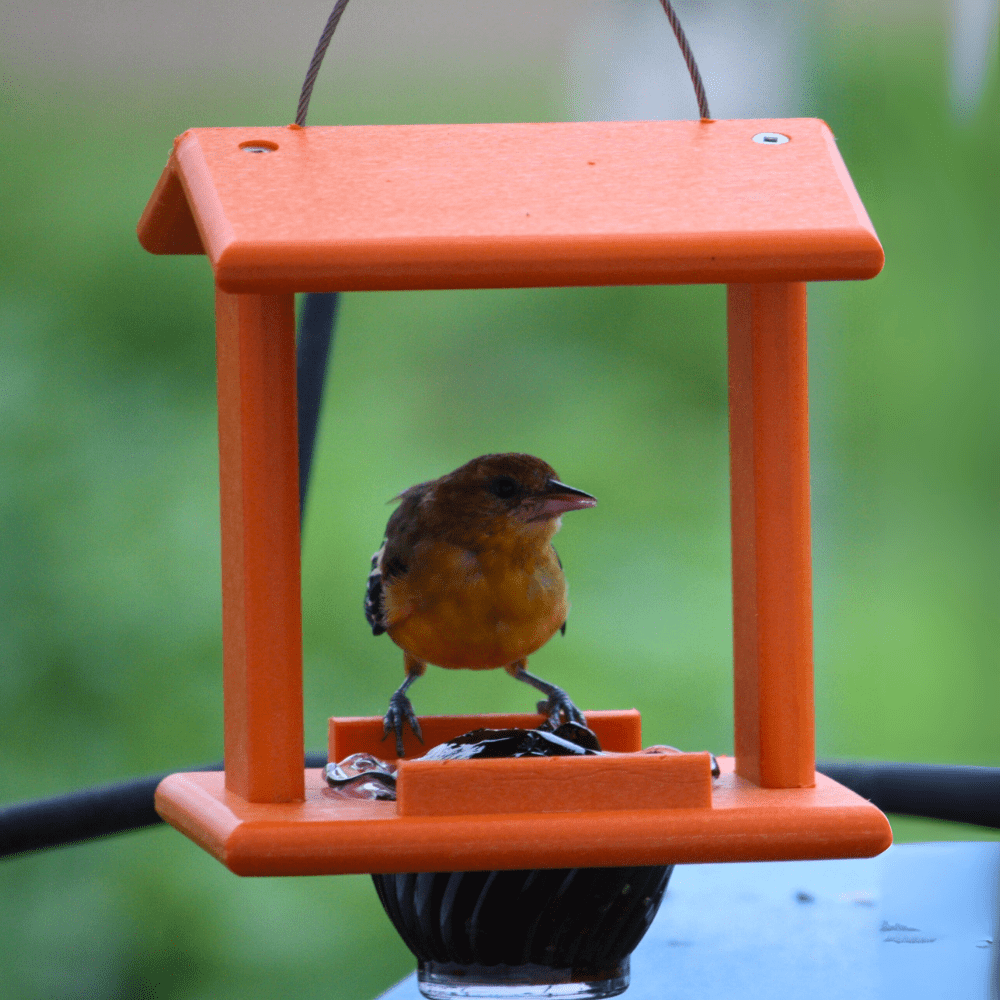 Orange bird feeder with a small bird perched on it against a blurred green background