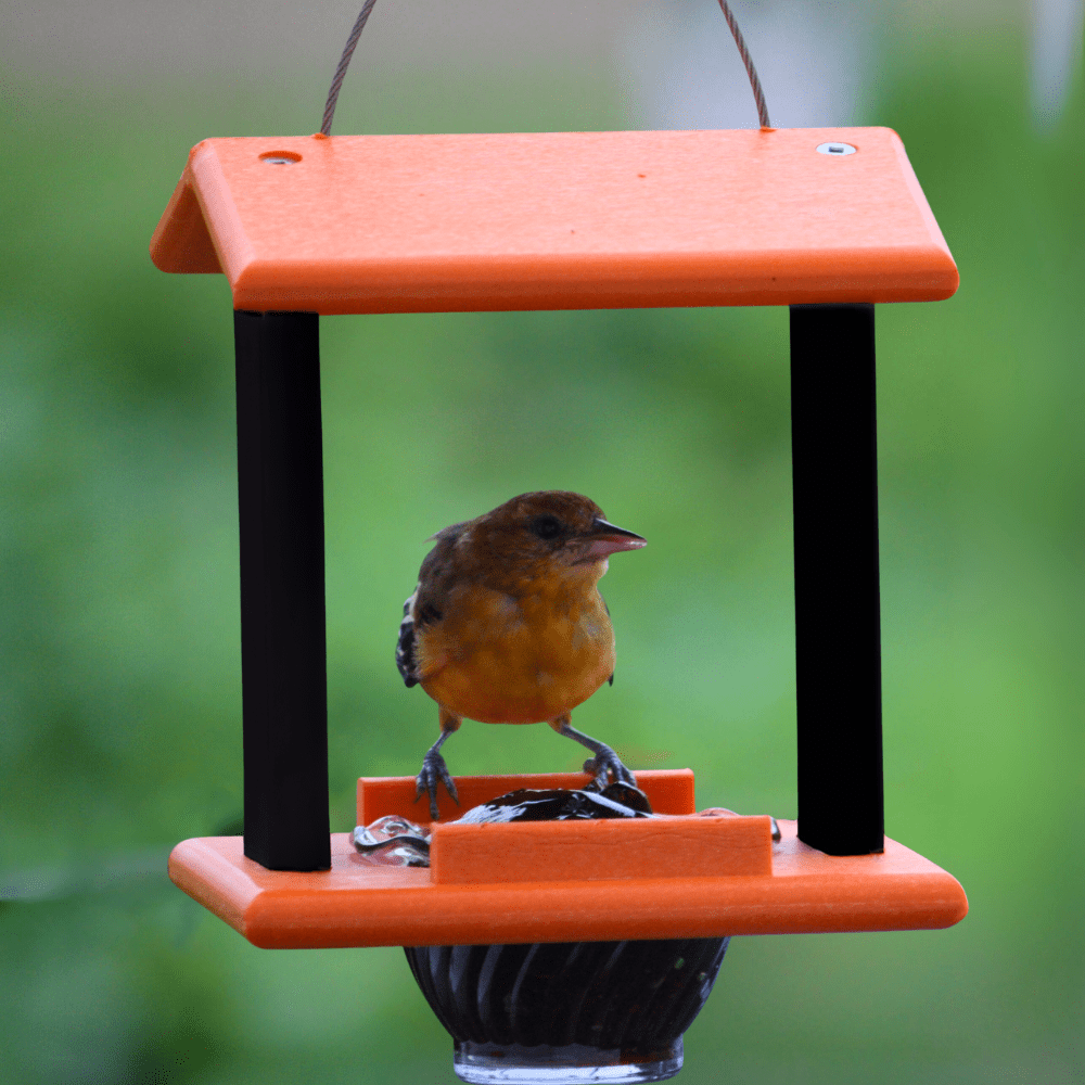 Oriole bird feeder with a bird perched on it against a blurred green background