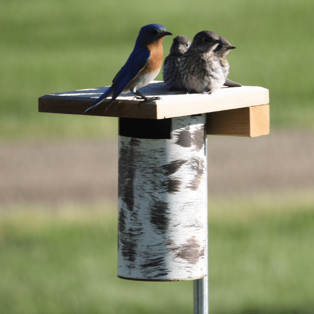Bluebird and a fledglings perched on a birdhouse against a blurred natural background