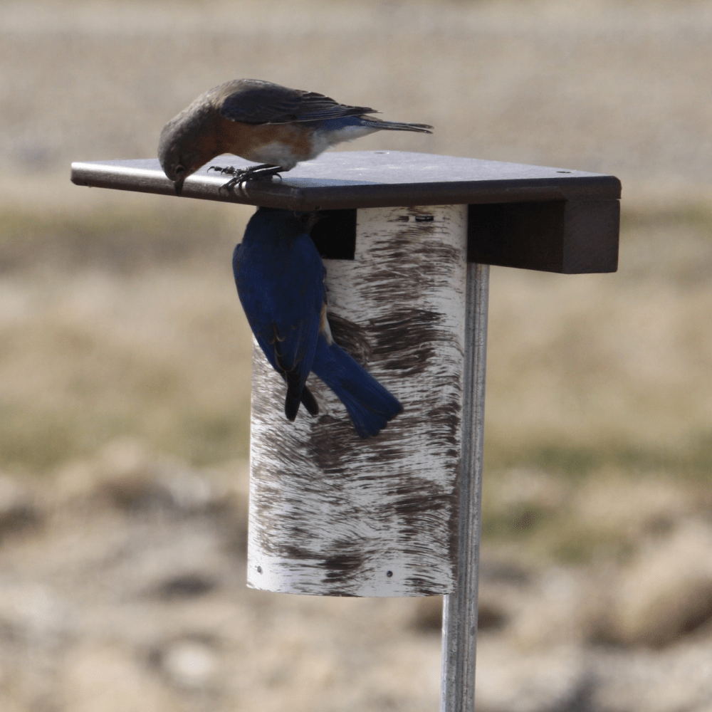 Bird perched on a  birdhouse with a blurred natural background