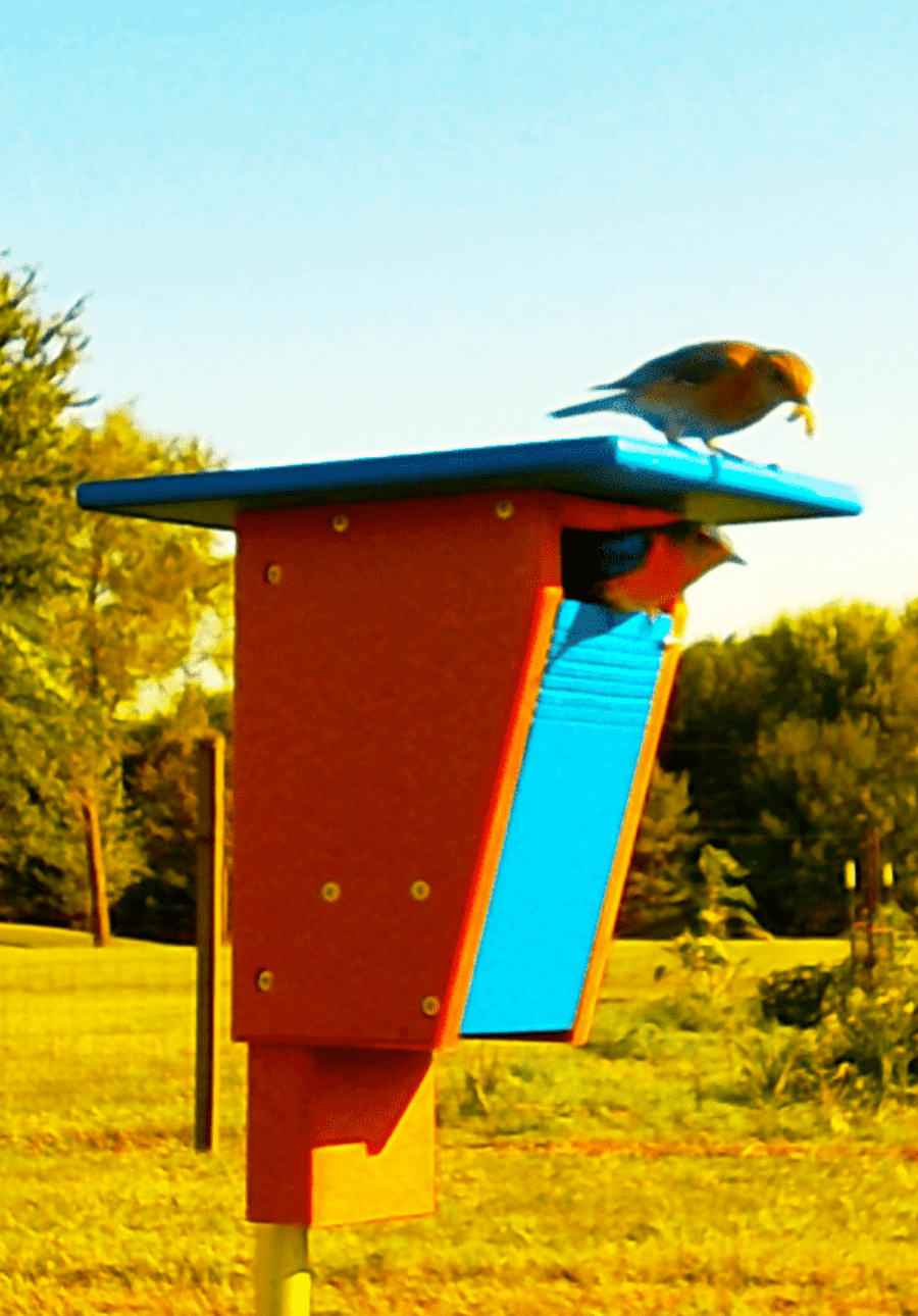 Bluebird perched on a colorful birdhouse with a clear blue sky and greenery in the background