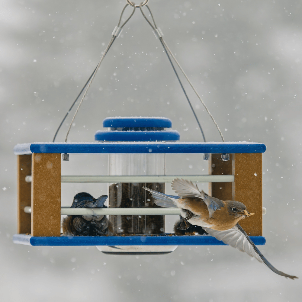 BlueFeast™ Deluxe Bluebird Feeder