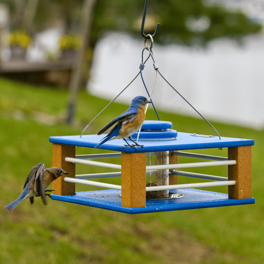 BlueFeast™ Deluxe Bluebird Feeder
