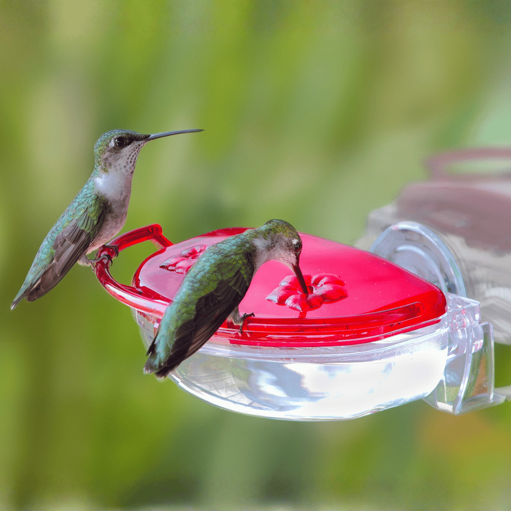 Aspects Gem Window Hummingbird Feeder 4oz