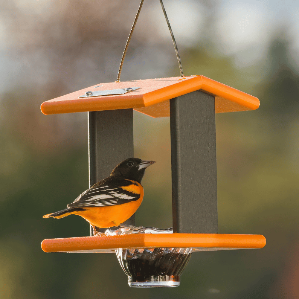 Oriole Classic Feeder - Single Cup