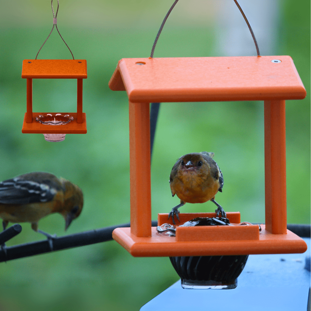 Two orange bird feeders with birds perched on them against a blurred green background