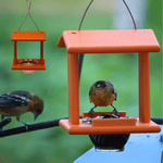 Two orange bird feeders with birds perched on them against a blurred green background