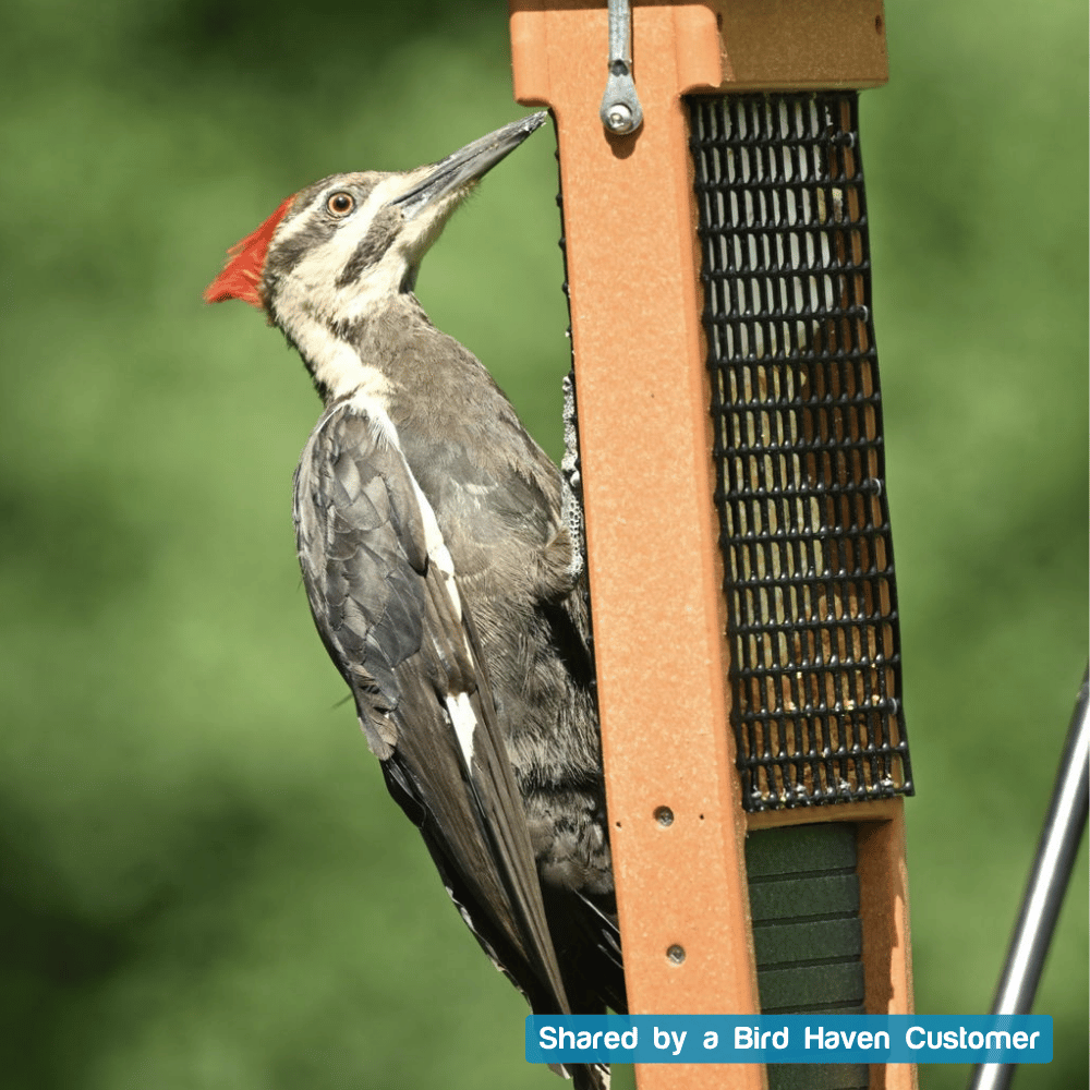 Pileated Woodpecker Double Suet Feeder