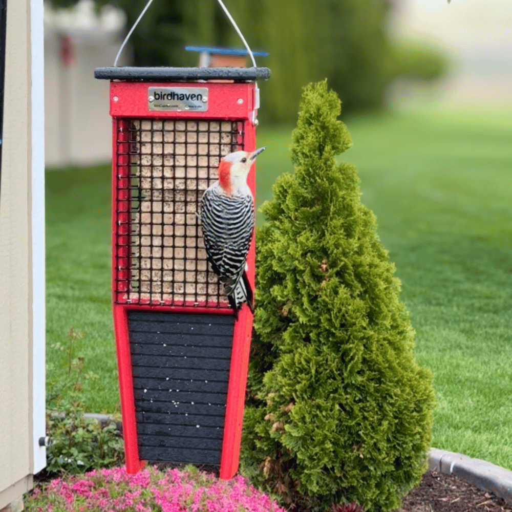 Pileated Woodpecker Double Suet Feeder