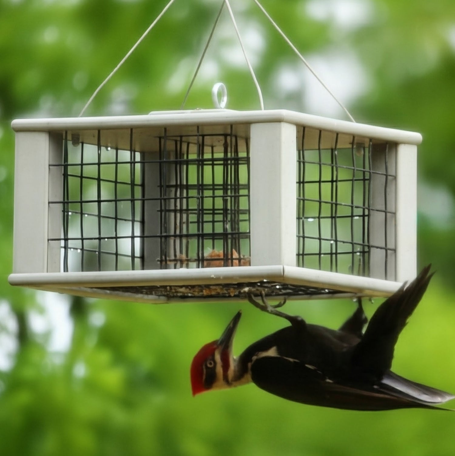 Anti-Starling Triple Suet Cage Feeder