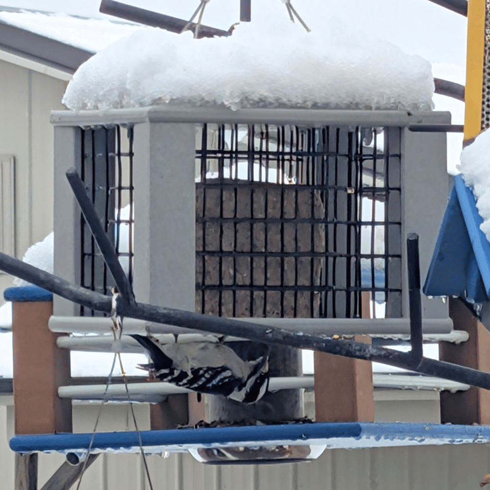 Sparrow-Resistant Upside-Down Suet Feeder